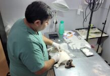 ¡Atención vecinos! Ya funciona el nuevo sistema para la reserva de turnos para castraciones