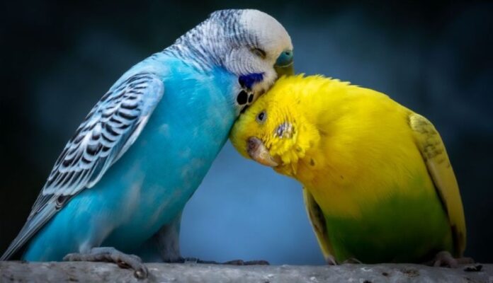 aves dia mundial