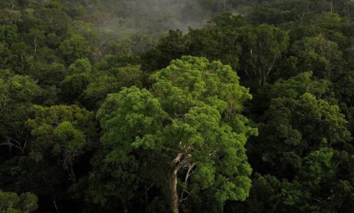 Amazonas