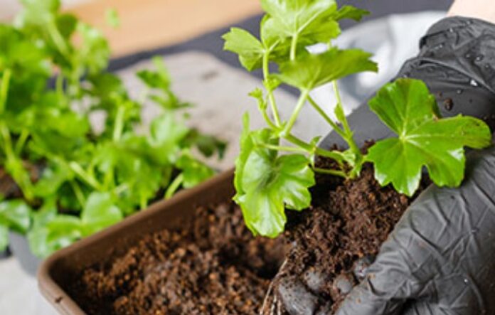 MuncipalidadJardin