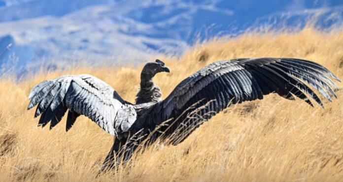 AnimalCondor