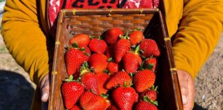 Lanzaron la primera cosecha de frutillas en el Valle de Lerma