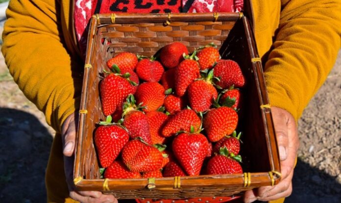 Frutillas