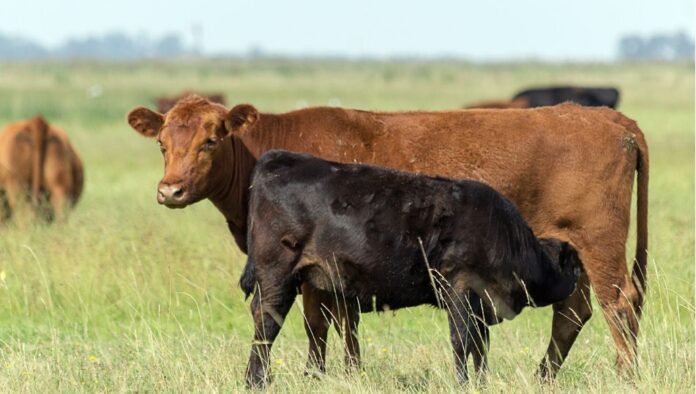 vacas para exportar en pie.1