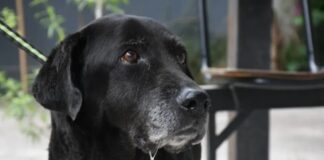 Buscan a los dueños de la perrita rescatada del canal pluvial ubicado en San Juan y Gorriti