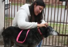 Bienestar Animal: Xuxa fue adoptada y ahora tiene un nuevo hogar