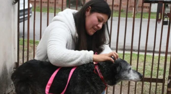 Bienestar Animal: Xuxa fue adoptada y ahora tiene un nuevo hogar