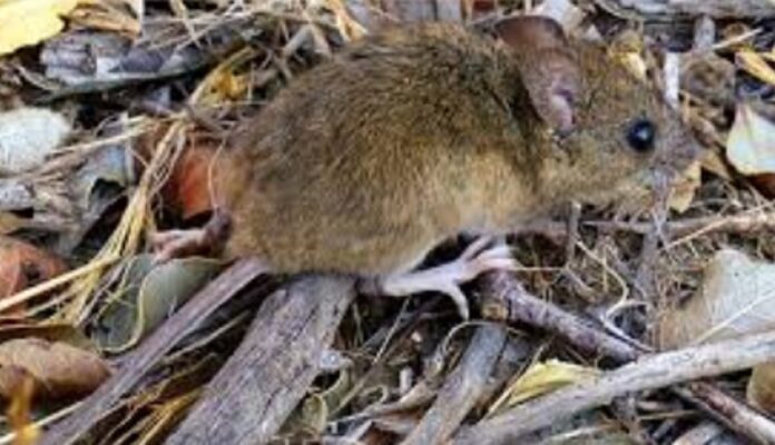 Hatavirus
