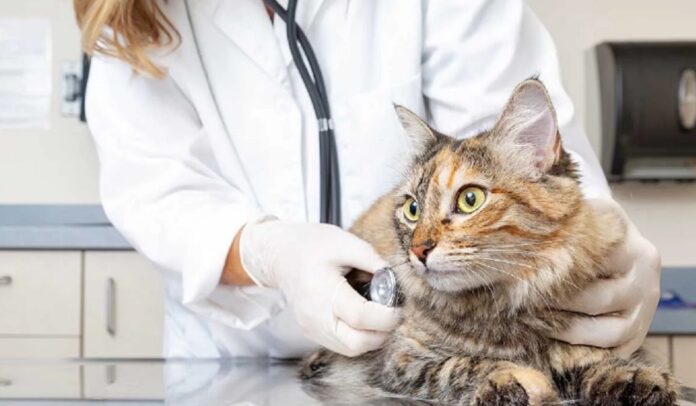 Bienestaranimalcastracion