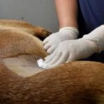 El lunes 24 habrá un operativo especial de castración en Villa Lavalle