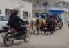 Incautaron a animales sueltos sobre Ruta Nacional 81