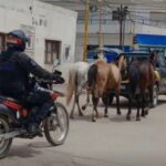 Incautaron a animales sueltos sobre Ruta Nacional 81