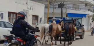 Incautaron a animales sueltos sobre Ruta Nacional 81