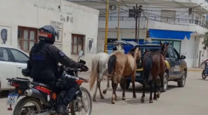 Incautaron a animales sueltos sobre Ruta Nacional 81